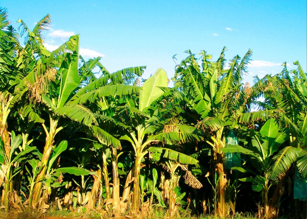 Where There Was Fire