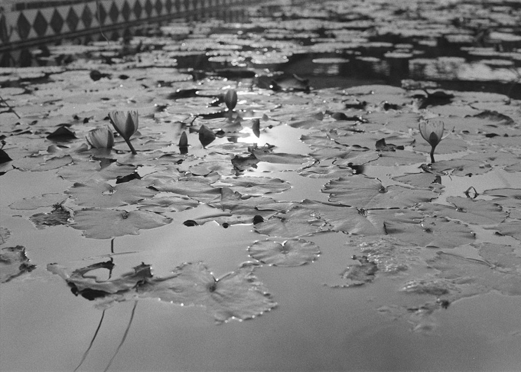 Water lilies in a pond.