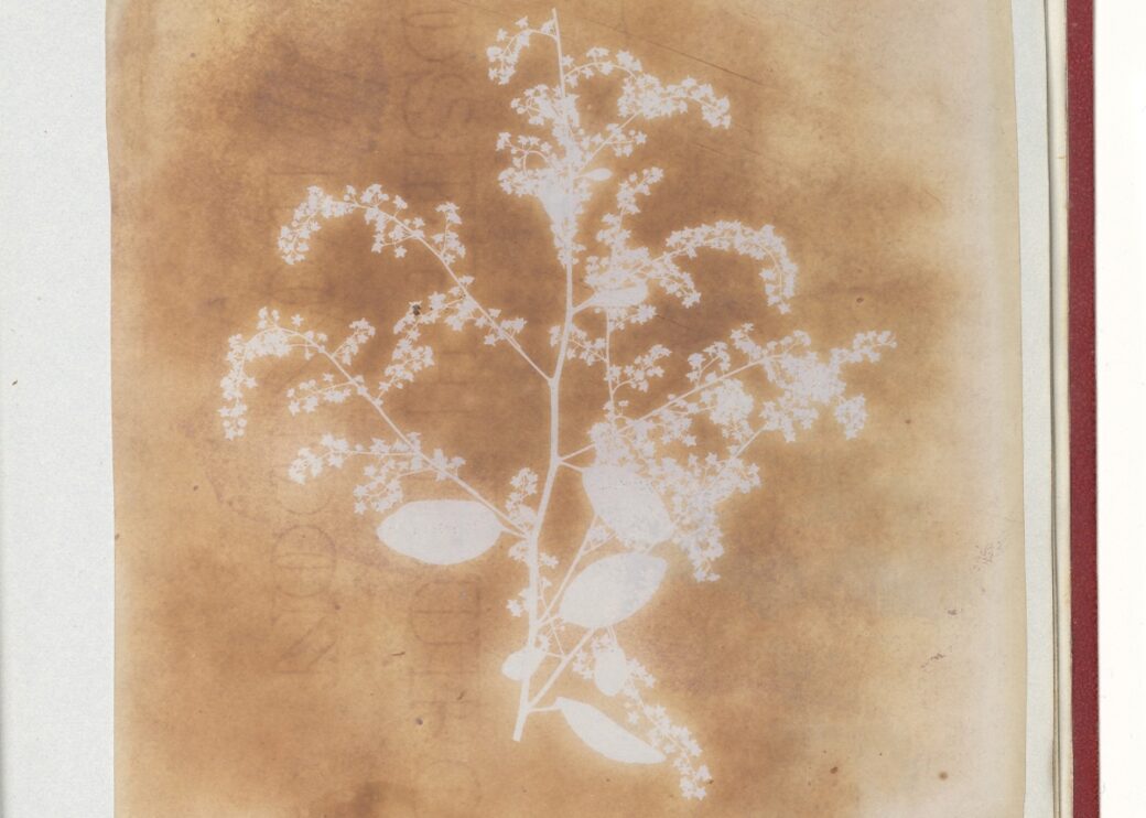 Photogenic Drawing of a Plant